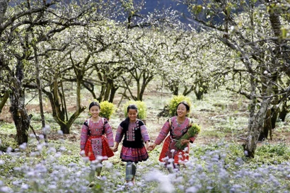 Moc Chau, un océan de fleurs blanches au Vietnam