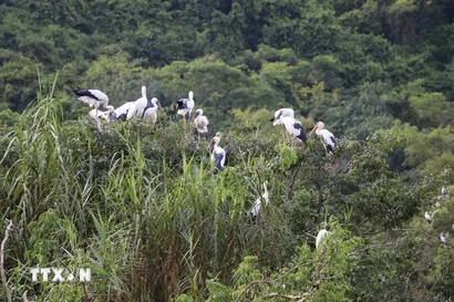 Ninh Binh brille de mille feux aux TripAdvisor Choice Awards 2025