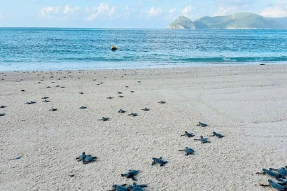 Le Parc national de Con Dao relâche 120.000 bébés tortues en mer