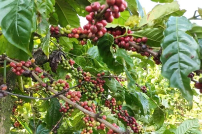 Des entreprises vietnamiennes en quête de partenariats au Salon international du chocolat et du café en Algérie