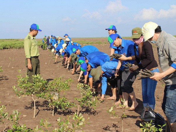 Des jeunes plantent des palétuviers dans la zone forestière côtière protégée. Photo : VNA