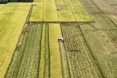 Récolte mécanisée du riz dans les champs dorés à An Giang. Photo: VNA