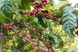 Des entreprises vietnamiennes en quête de partenariats au Salon international du chocolat et du café en Algérie