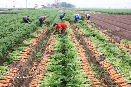 La Résolution n°57 stimule la production à grande échelle des cultures principales