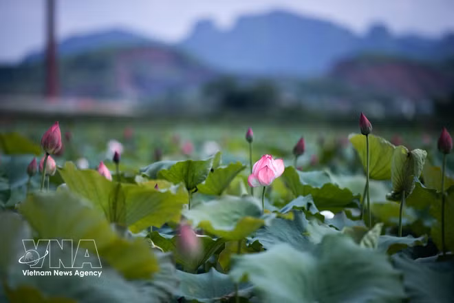 Le lotus, fleur emblématique de l’âme vietnamienne