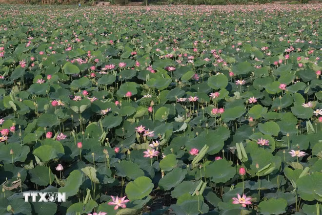 Dong Thap valorise les produits à base de lotus