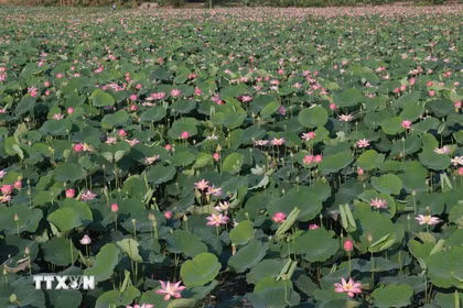 Dong Thap valorise les produits à base de lotus