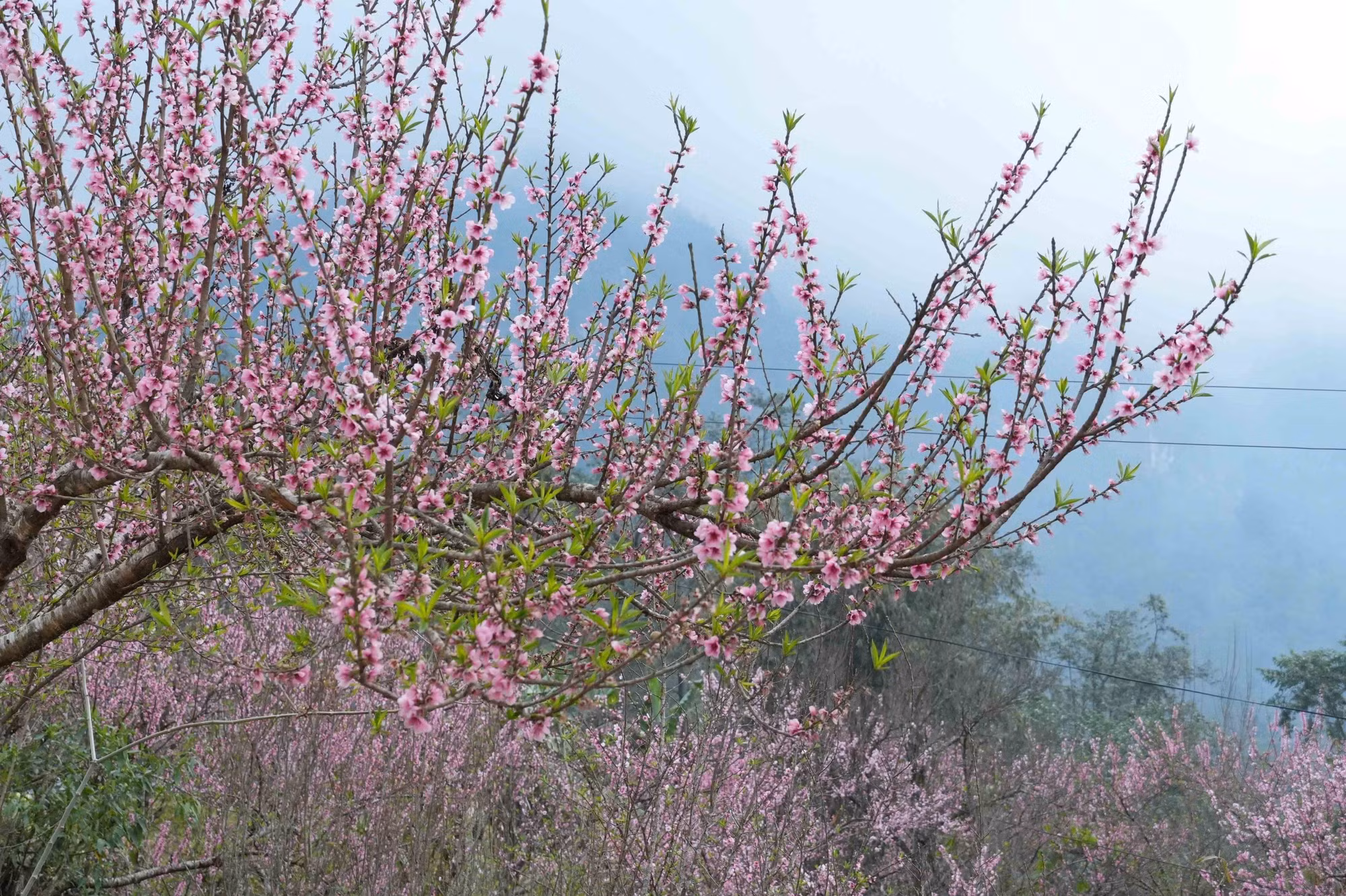 04-hoa-dao.jpg