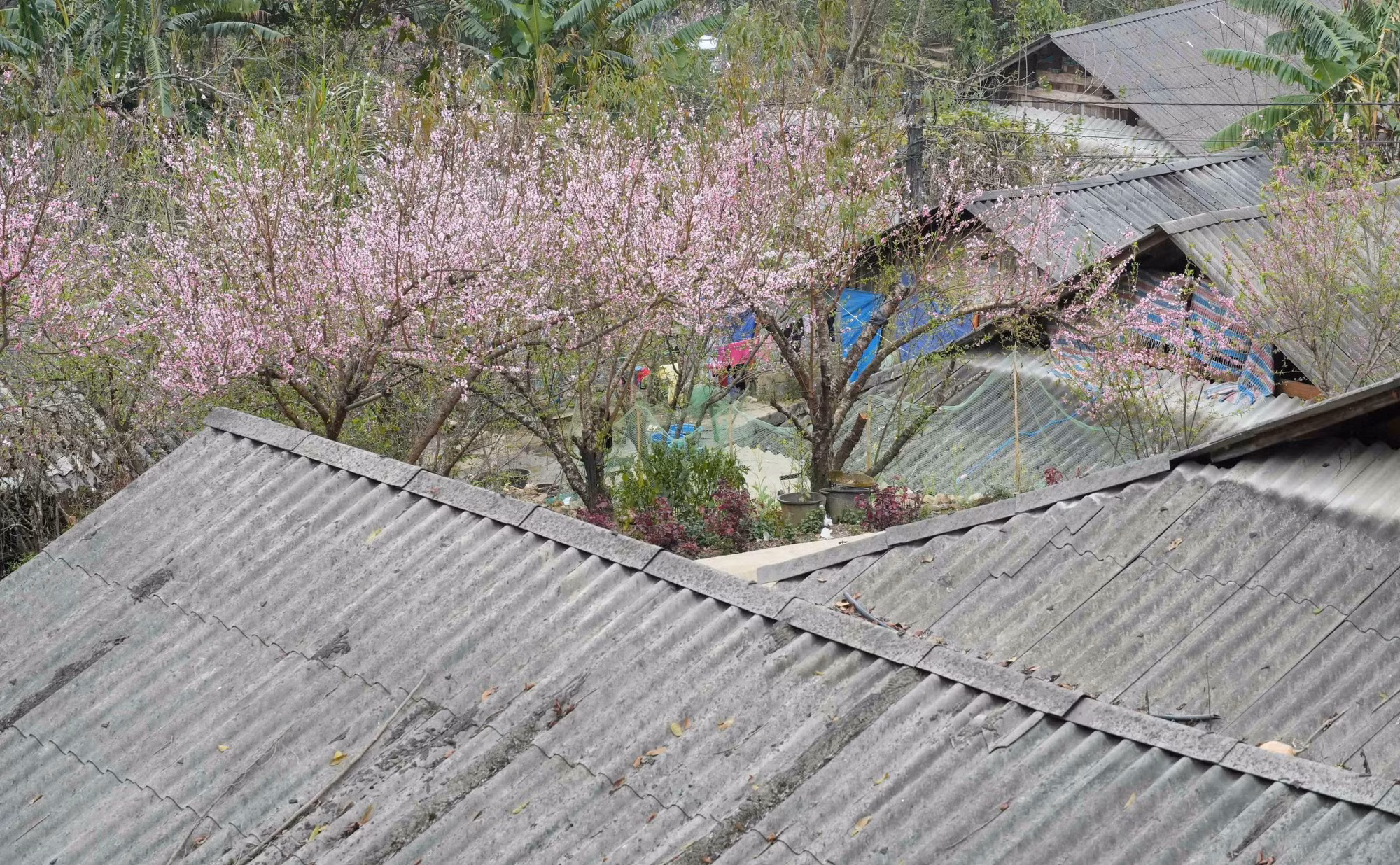 03-hoa-dao.jpg