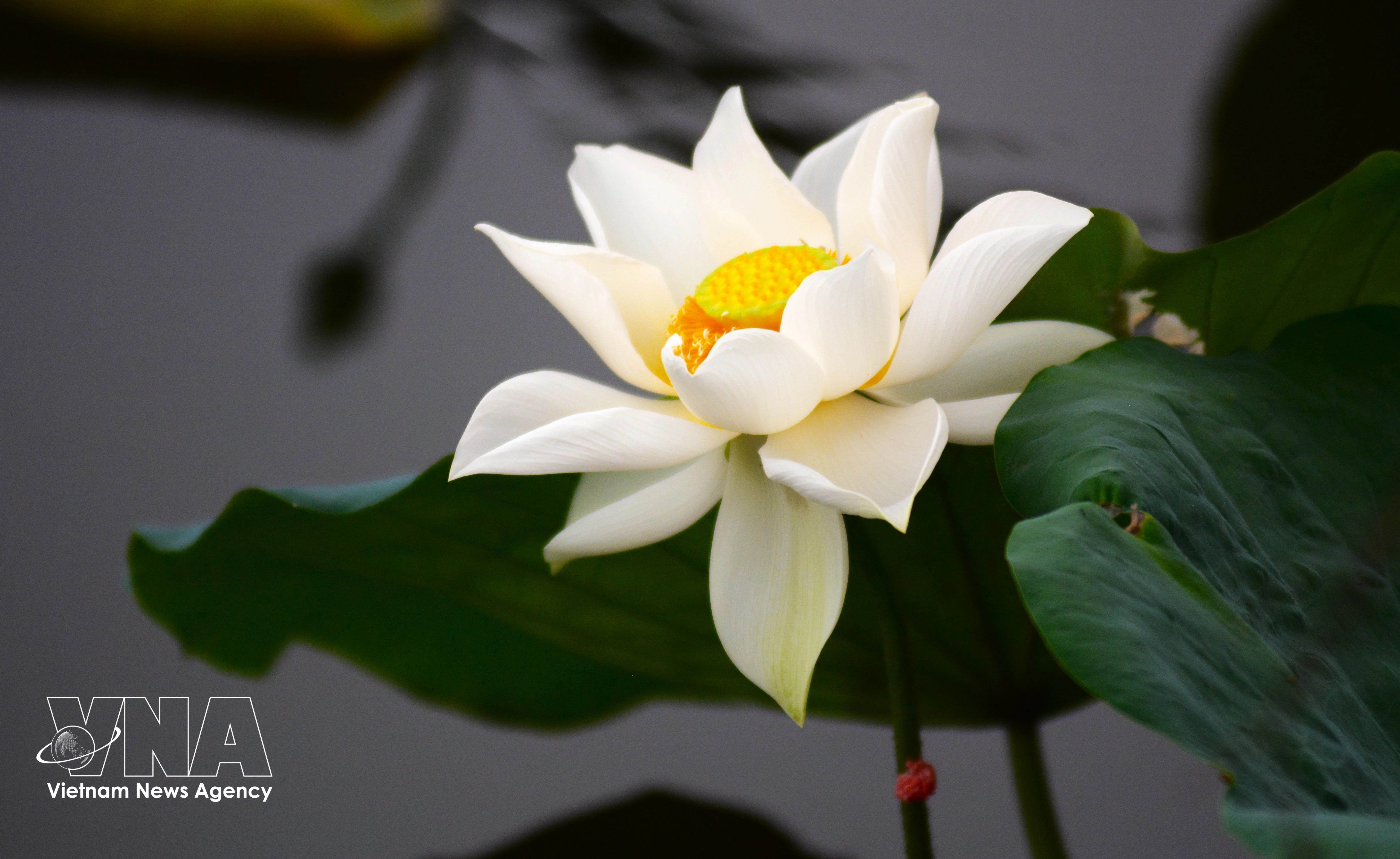 Des lotus anciens de Hué sont sélectionnés pour parfumer le thé. Photo : VNA