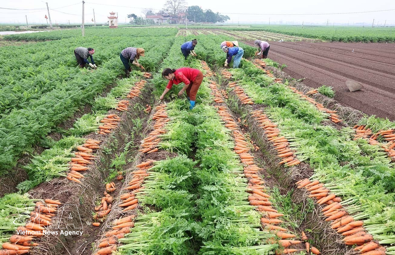 La Résolution n°57 stimule la production à grande échelle des cultures principales