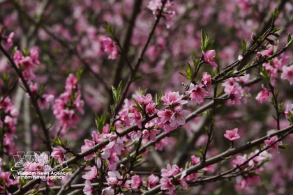 Les fleurs de pêcher de toujours s’épanouissent au retour du printemps
