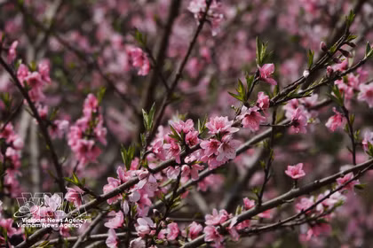 Les fleurs de pêcher de toujours s’épanouissent au retour du printemps