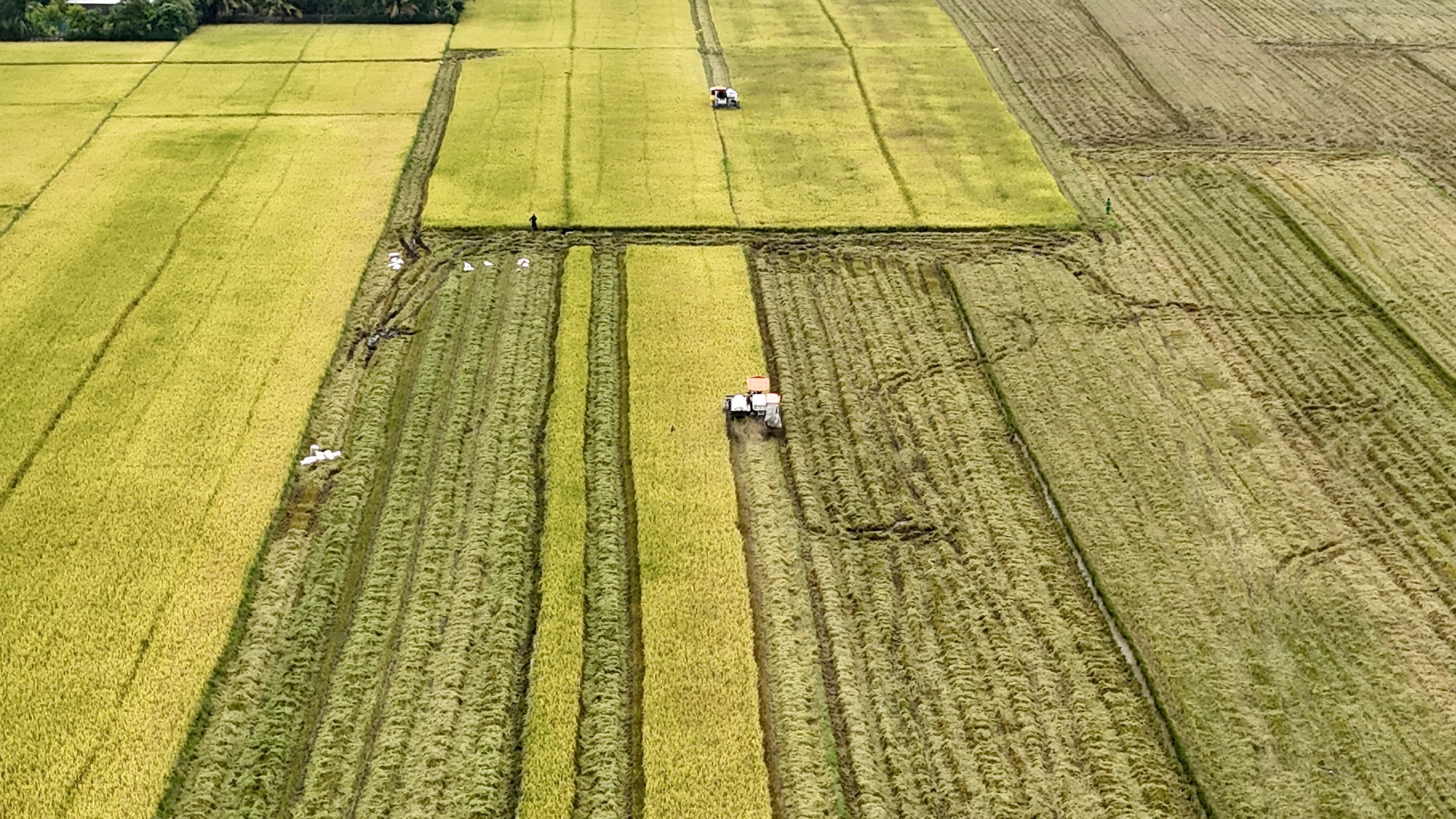 Récolte mécanisée du riz dans les champs dorés à An Giang. Photo: VNA