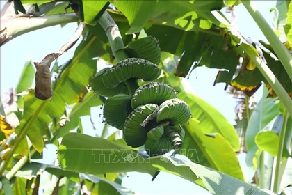 Les bananes « Main de Bouddha » très recherchées avant le Têt