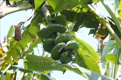 Les bananes « Main de Bouddha » très recherchées avant le Têt