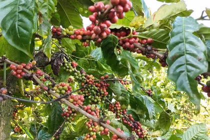 Des entreprises vietnamiennes en quête de partenariats au Salon international du chocolat et du café en Algérie