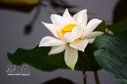 Des lotus anciens de Hué sont sélectionnés pour parfumer le thé. Photo : VNA
