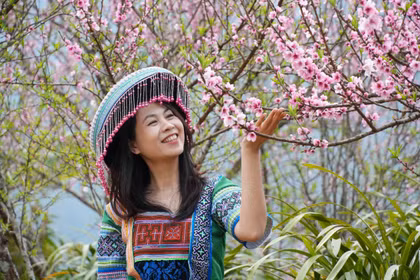 Lai Chau : Les pêchers en fleurs illuminent le village touristique de Sin Suoi Ho